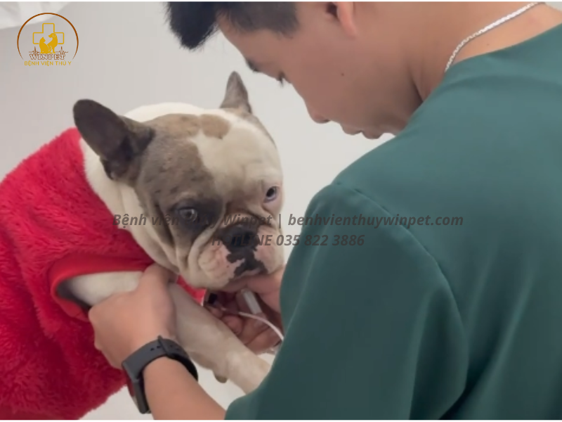 CONTENT - WINPET HOSPITAL (20)