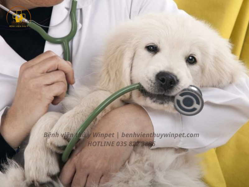 CONTENT - WINPET HOSPITAL (43)