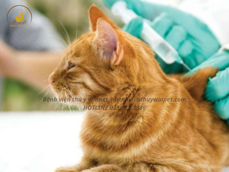 CONTENT - WINPET HOSPITAL (37)
